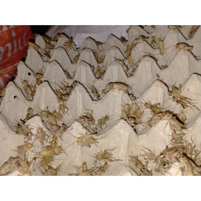 Telur jangkrik madu kuning / kunyit emas kemasan 1 kg