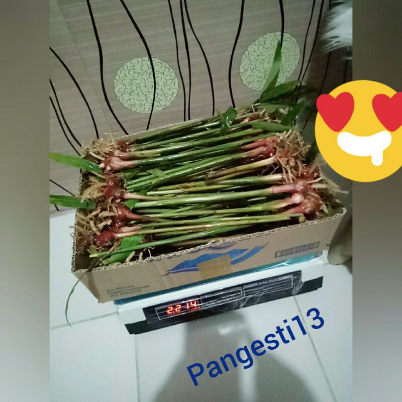 Bibit jahe merah super unggul