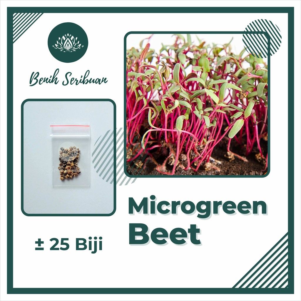 BS-BYL Benih Microgreen Sayur Organik Sprout Seed Bibit Sayuran Microgreens Alfalfa Broccoli Bok Pak Choy Red Cabbage Radish dll-MG - BEET