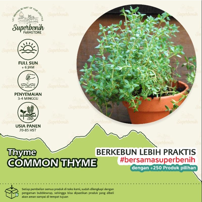 10 Biji - Benih COMMON THYME, herb untuk masakan dan kesehatan