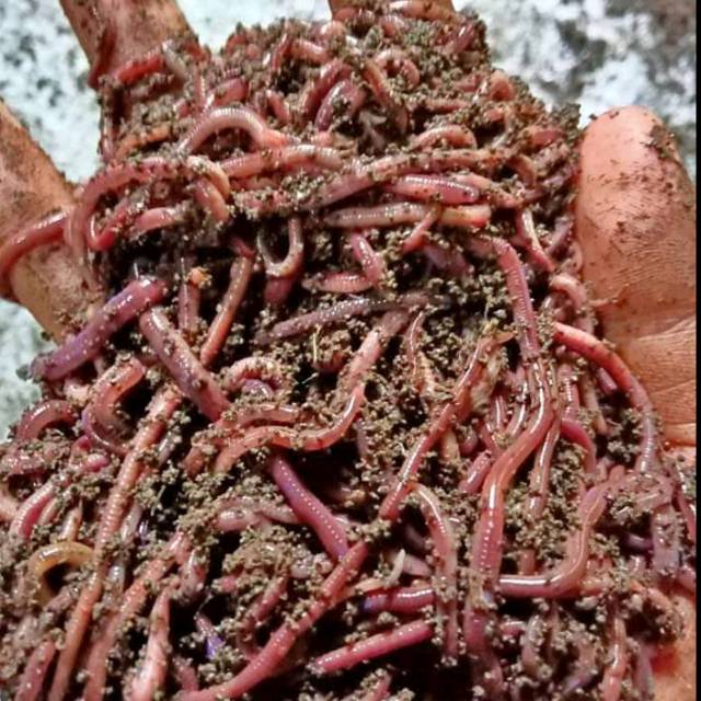 Cacing Tanah (0,5 kg) / setengah KG