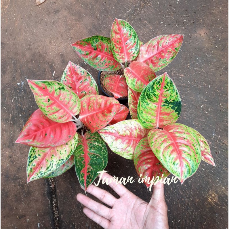 Aglonema Mahaseti super (dewasa)