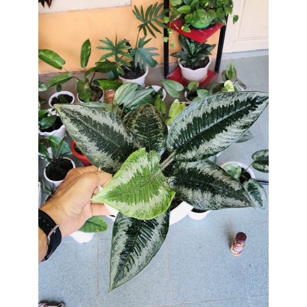 INDUKAN SCHISMATOGLOTTIS BERBULU BORNEO RIMBUN TANAMAN RAWATAN