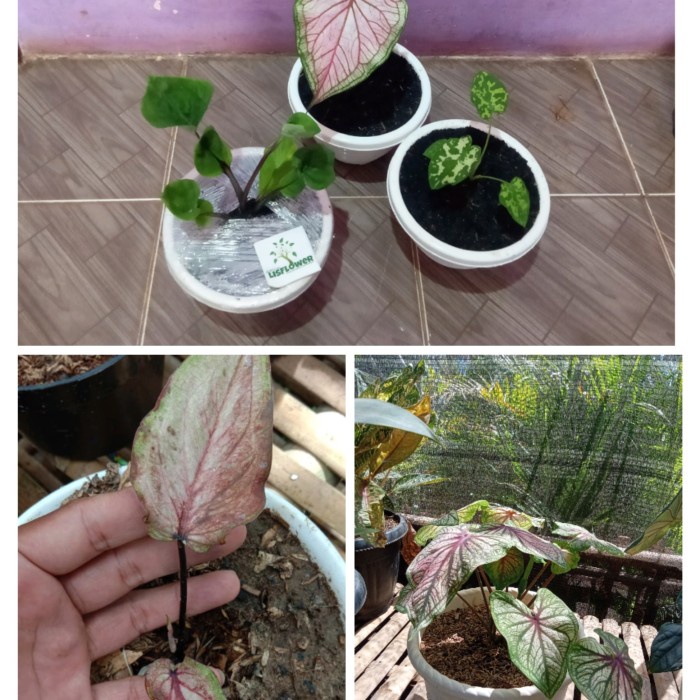 

FLASH SALE!!! KELADI CALADIUM THAILAND ASLI C-010 TERBARU