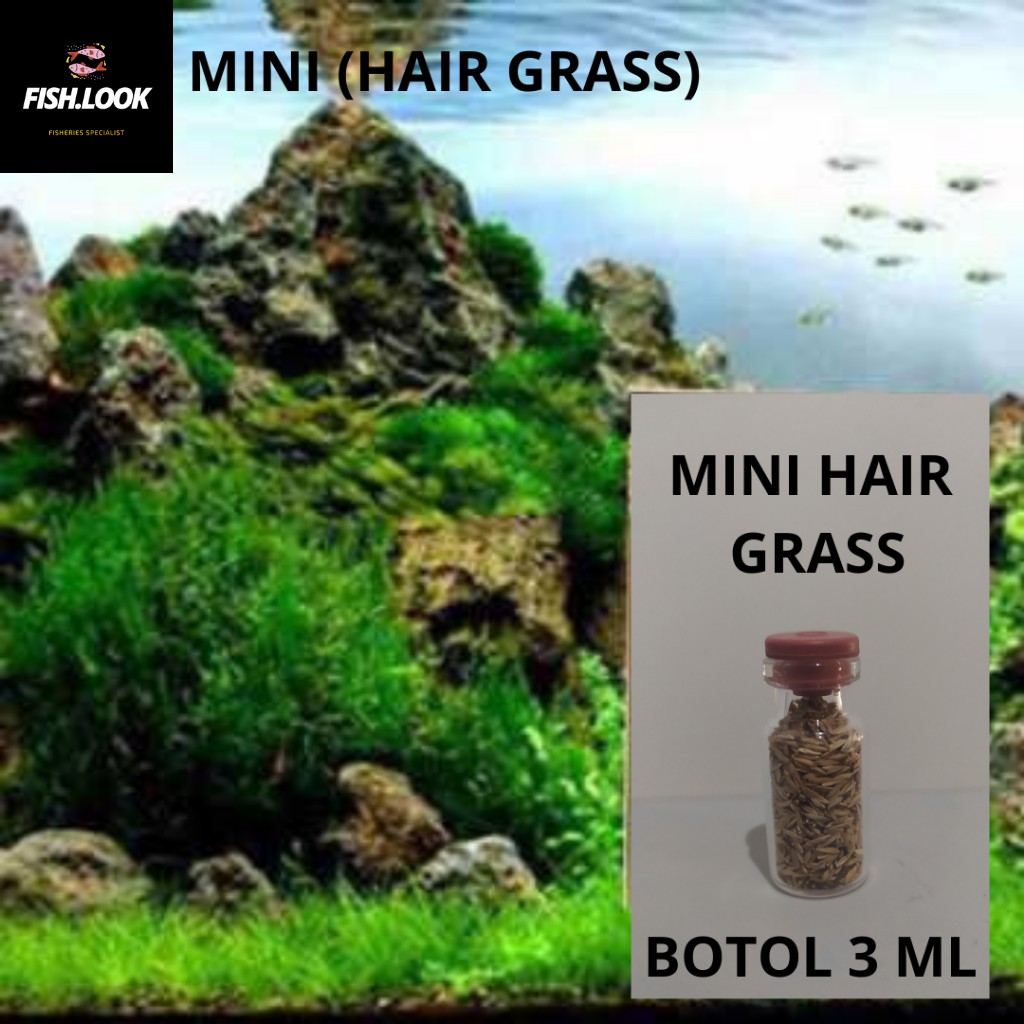 Carpet Seed Hair Grass Seed Bibit Benih Tanaman Aquascape / Tanaman Air /Small Atau Long Fescue Seed