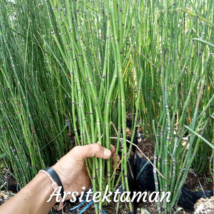 tanaman hias bambu air - tanaman bambu air - pohon bambu air