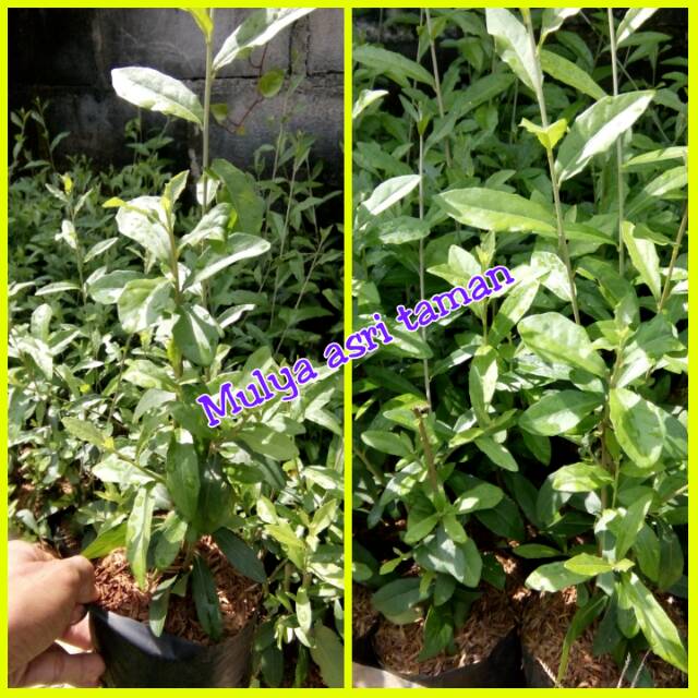 Tanaman menjuntai li kuan yu/tanaman lee kwan yu/pohon li kuan yu/pohon lee kwan yu