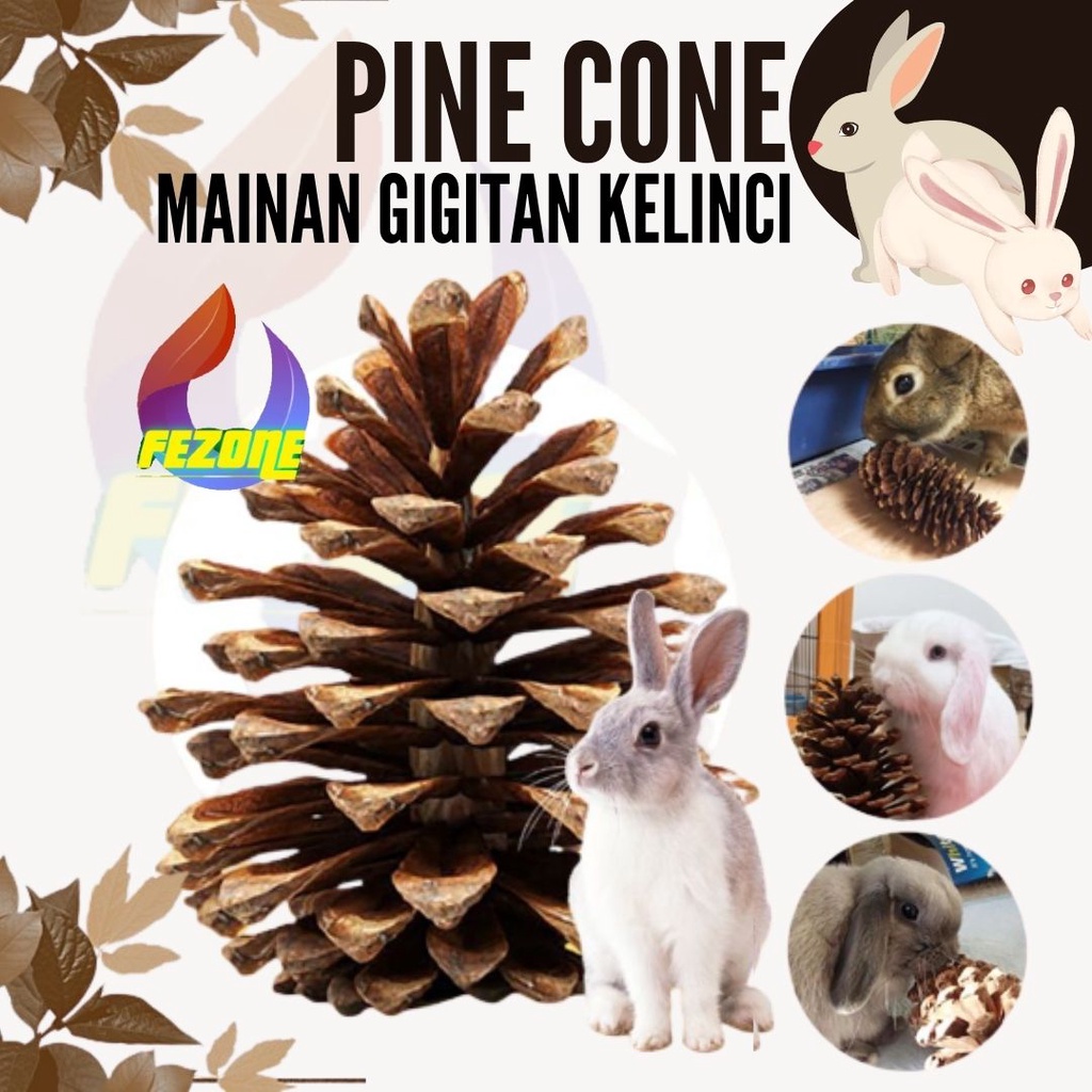 PINE CONE Biji Pinus Kering Untuk Mainan Gigit Kelinci / chew toys / Pine cone Mekar Kuncup FEZONE