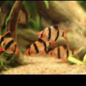 ikan sumatra / tiger warb