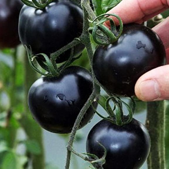 ♚ 20 Biji / Bibit Benih Tomat Hitam Black Cherry Tomato Tomat Ceri Hitam ★