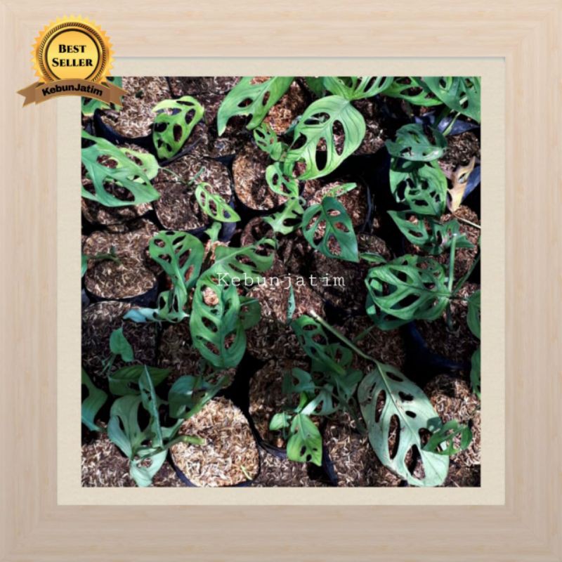 Tanaman hias rambat janda bolong