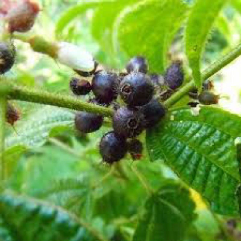 

Buah Harendong Bulua/Senggani Bulu Obat Herbal