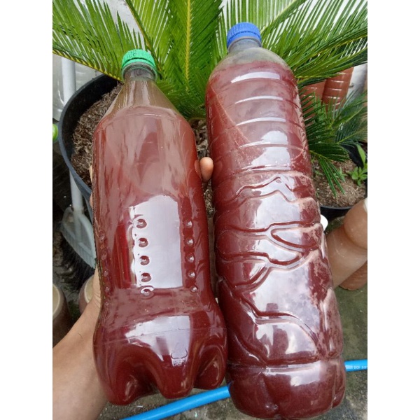 Paket Pupuk PSB (Fotosintesis Bakteri) Super Jakaba 1Lt