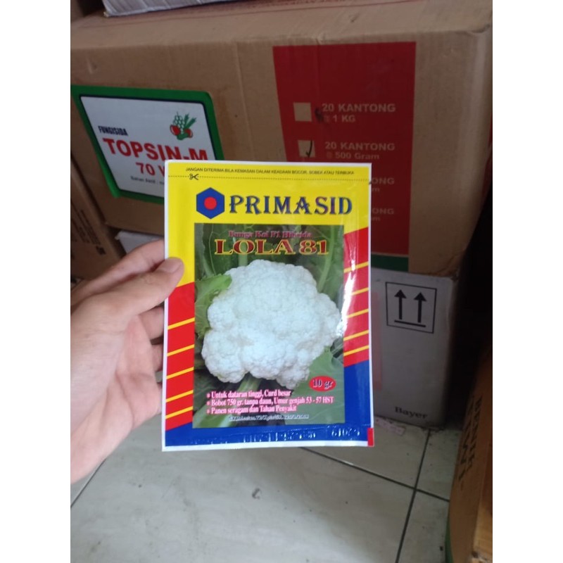 Benih bunga kol LOLA 81 f1