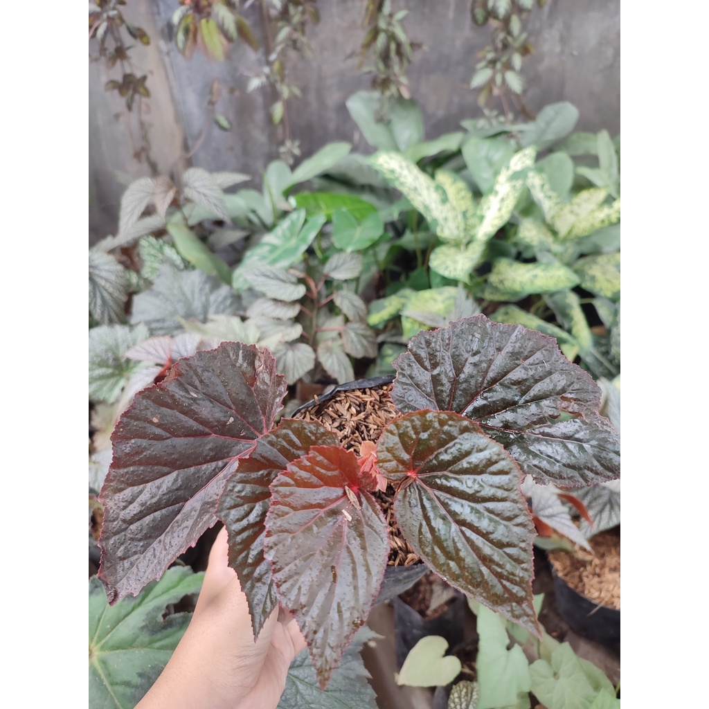 TANAMAN HIAS BUNGA BEGONIA MERAH PINK TANAMAN BEGONIA RED KLASIK TANAMAN MURAH DAN SEGAR