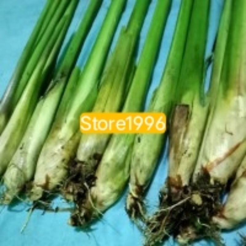 Bibit sereh gajah sereh jumbo sereh Bangkok per 15 tangkay