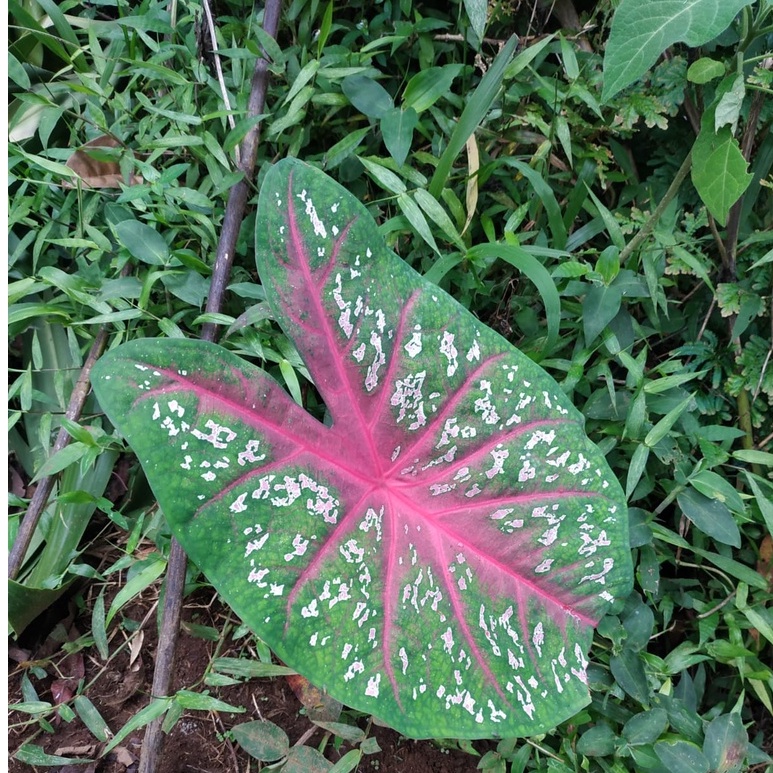 keladi /caladium caroline whorton