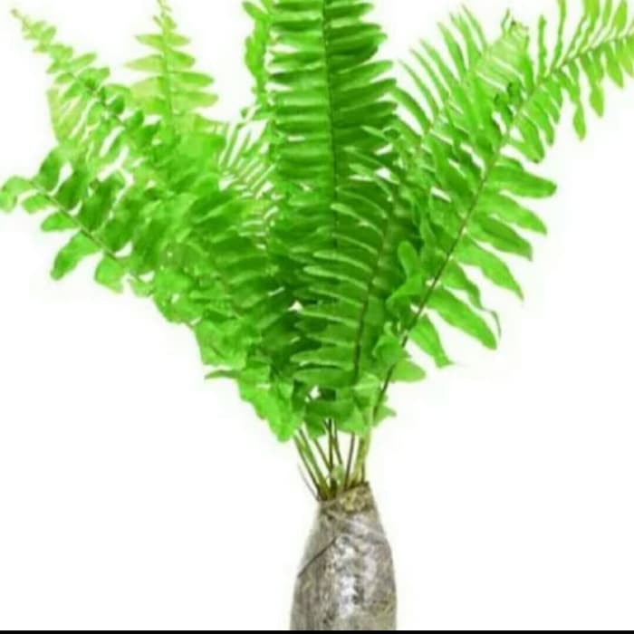 tanaman paku pakis kelabang | hiasan taman / tanaman hias pakis kelabang/pohon pakis