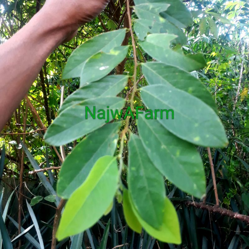 

daun salam koja|salam kari|bumbu masakan|herbal|500gr
