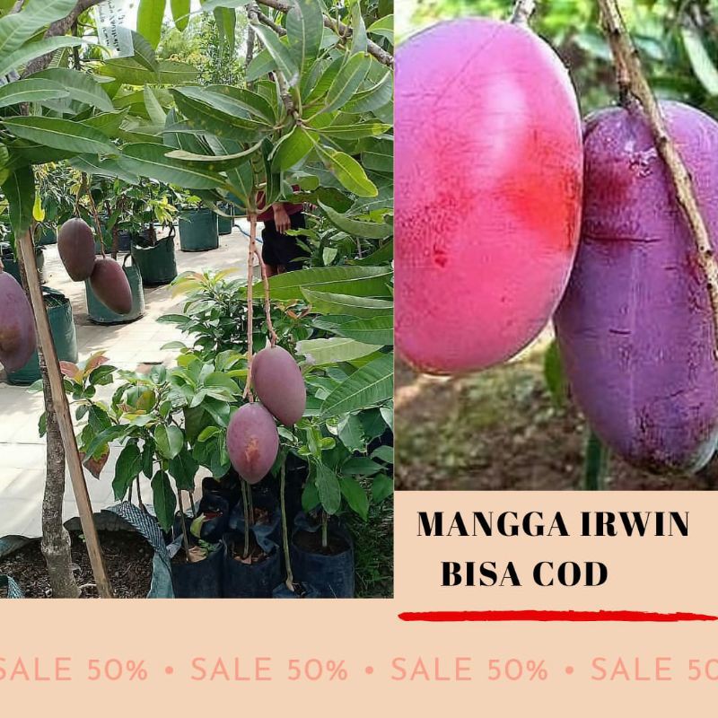 Mangga Irwin/Bibit Mangga Irwin/Bisa COD/Mangga Irwin Super