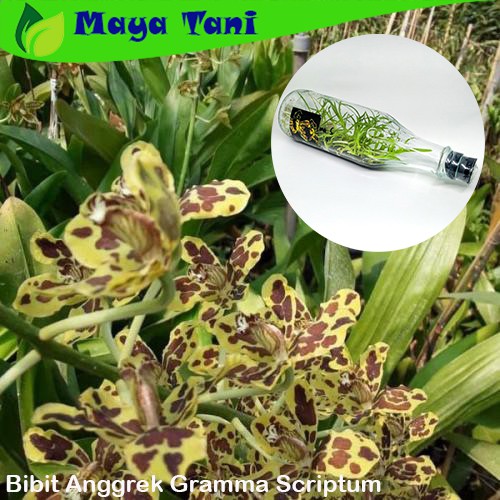 Bibit Anggrek Gramma Scriptum Siap Aklim