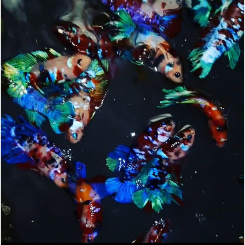 IKAN CUPANG BETINA NEMO KOI FULL TELUR