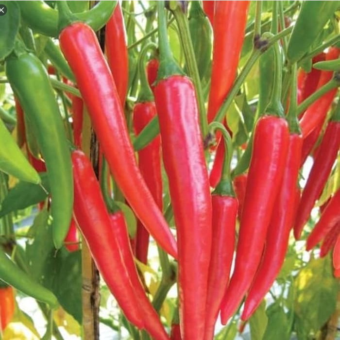 paket super hemat harga seribuan biji benih sayur selada paprika tomat bayam dll-cabe besar merah 10