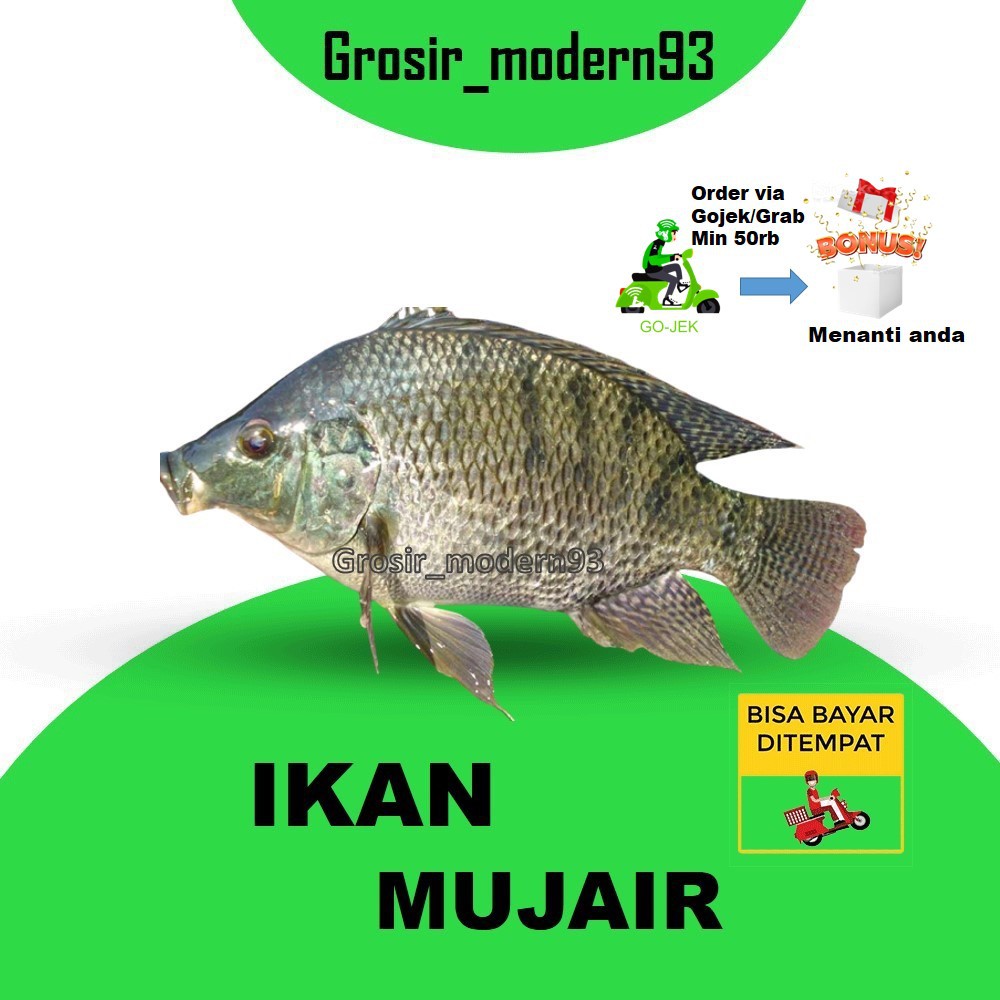 IKAN MUJAIR SEGAR PASAR ONLINE SURABAYA