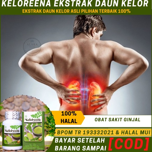 Obat Sakit Ginjal Alami, Ginjal Bocor, Gagal Ginjal, Batu Ginjal, Infeksi Ginjal, Sakit   Pinggang A