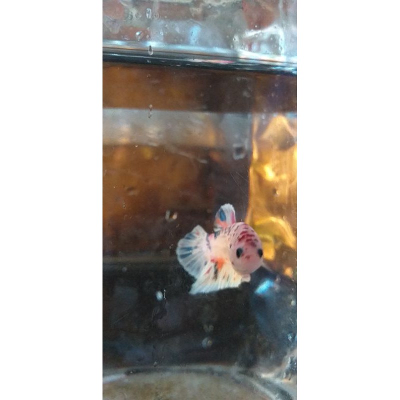ikan cupang bagus