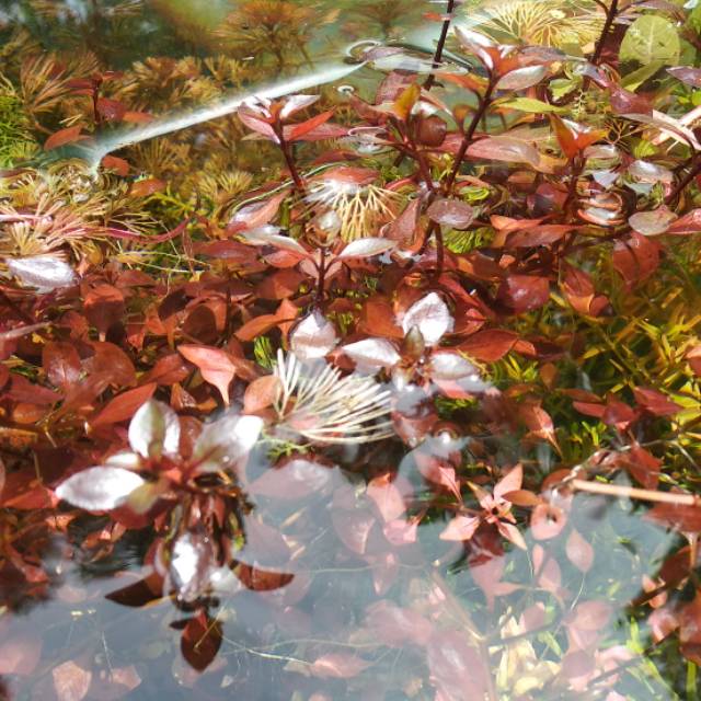 ludwigia sp red