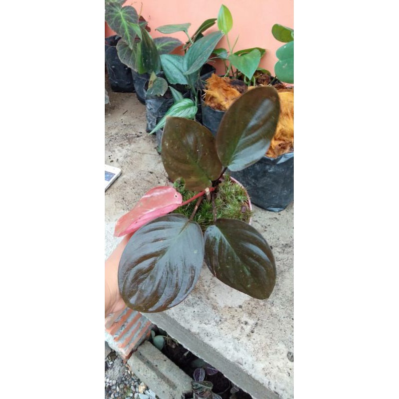 

Homalomena Red Velvet Sp Sumatera