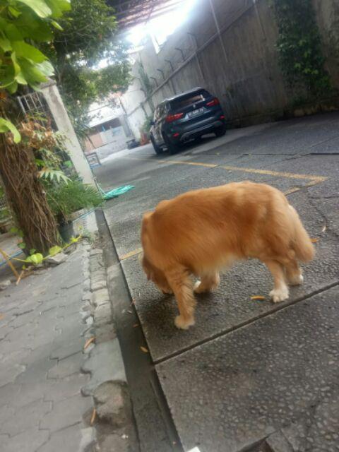 Batik Wanita Asj Sa Hrb026 Kenongo Kemeja Tosca Pendek