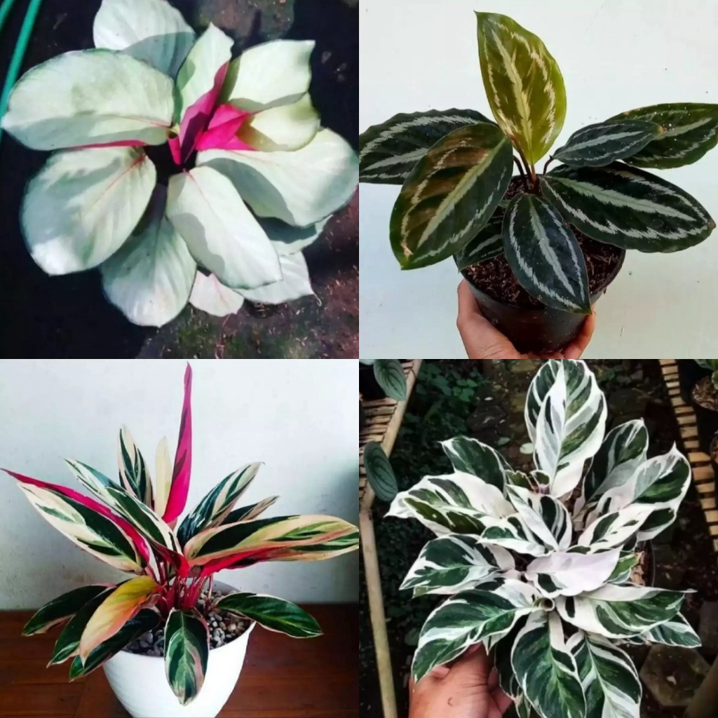 Tanaman hias hidup - PROMO 4 plant tanaman hias hidup - hiasan taman bunga hidup