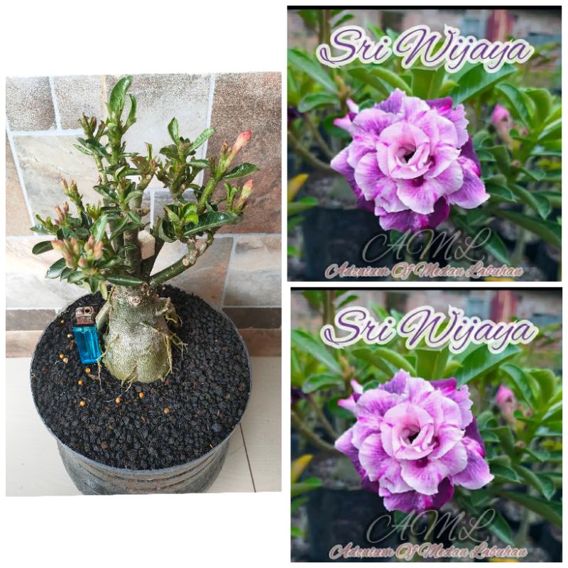 Adenium Grafting Size D New Id "Sriwijaya"