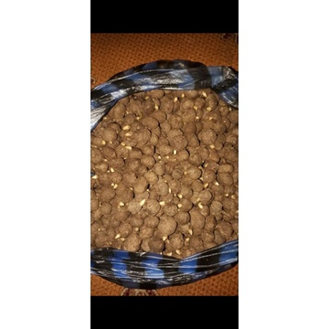 katak porang mini tunas