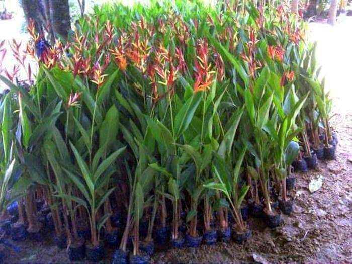 tanaman hias pisang heloconia - pisang pisangan