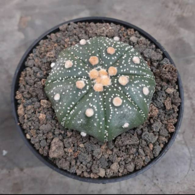 Astrophytum asterias