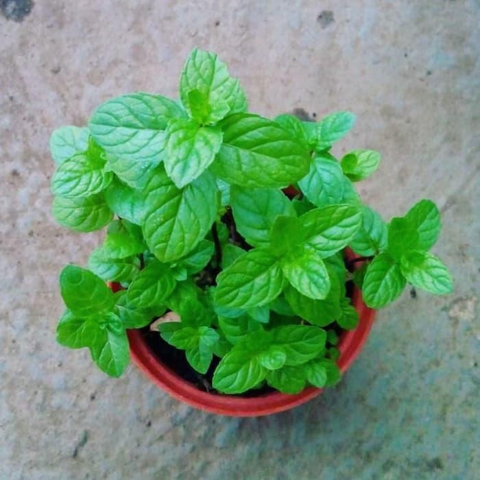 Tanaman Herbal Rempah Sweet Mint / Strong Mint