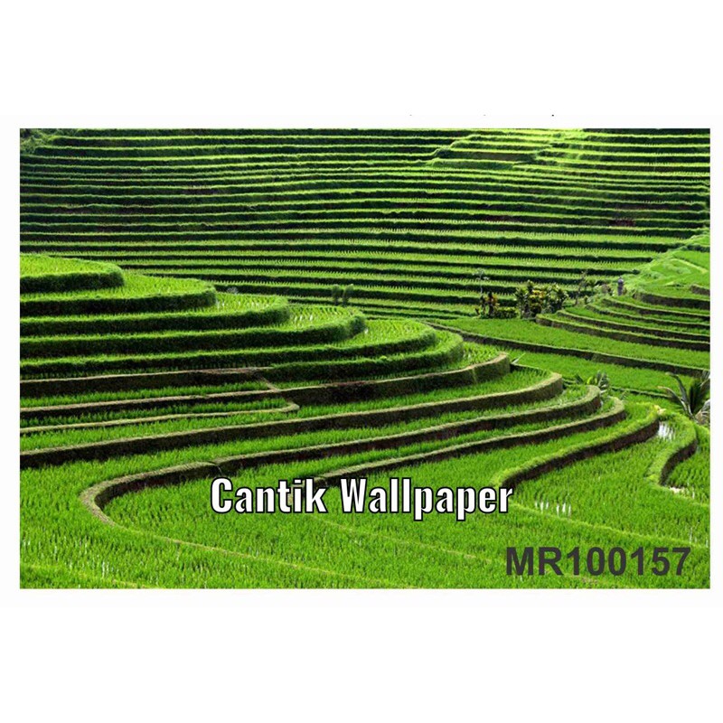PHOTOWALL MURAL 3D WALLPAPER MURAL PEMANDANGAN SAWAH HIJAU