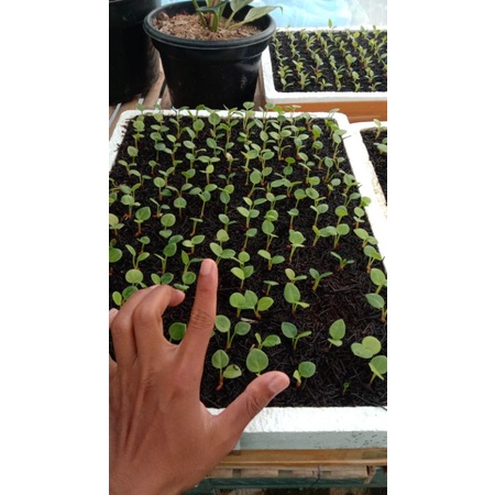 bibit jemani, cobra,tornado,mangkok oval