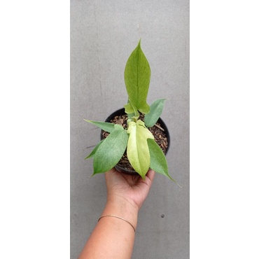 philodendron florida ghost mint