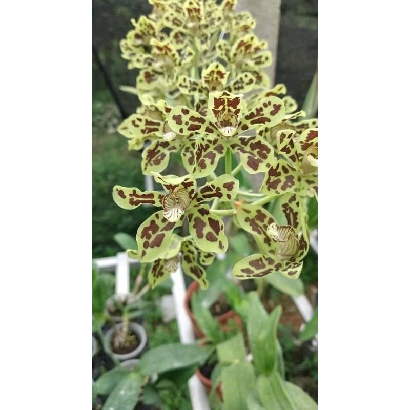 Anggrek Macan / Gramma. Scriptum