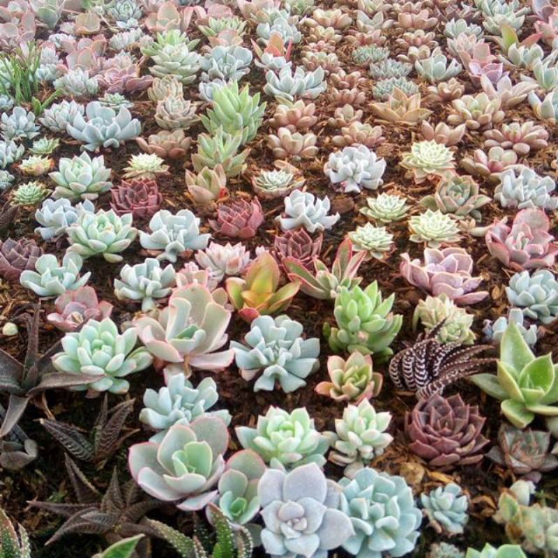 kaktus sukulen Paket 50 Kaktus Sukulen Tanaman Hias Mini Hidup sukulen