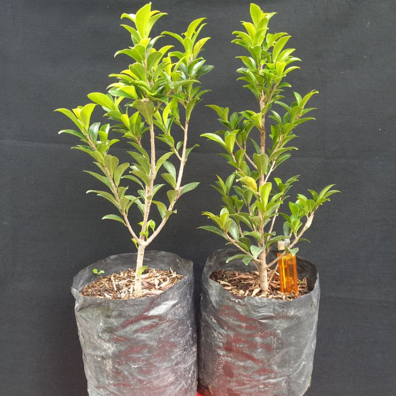 Bahan bonsai beringin elegan siap program akar