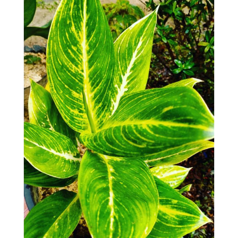 Tanaman hias aglonema blanceng golden