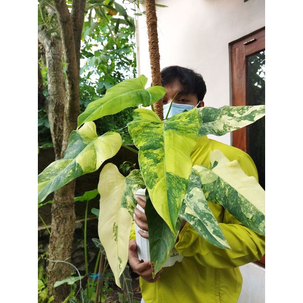 Philodendron Domesticum Varigata variegata