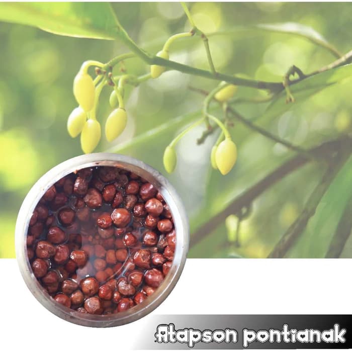 

Atapson Pontianak basah snack kiloan 100 gram