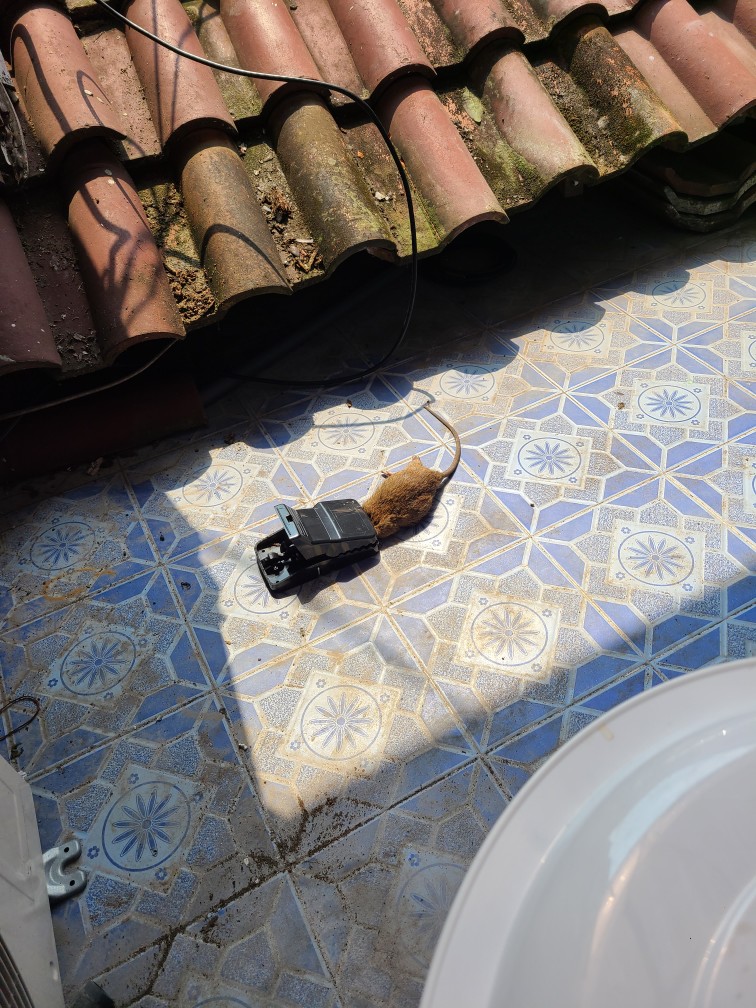 Perangkap Tikus Modern - Aman Tanpa Racun, Bisa Dipakai Kembali