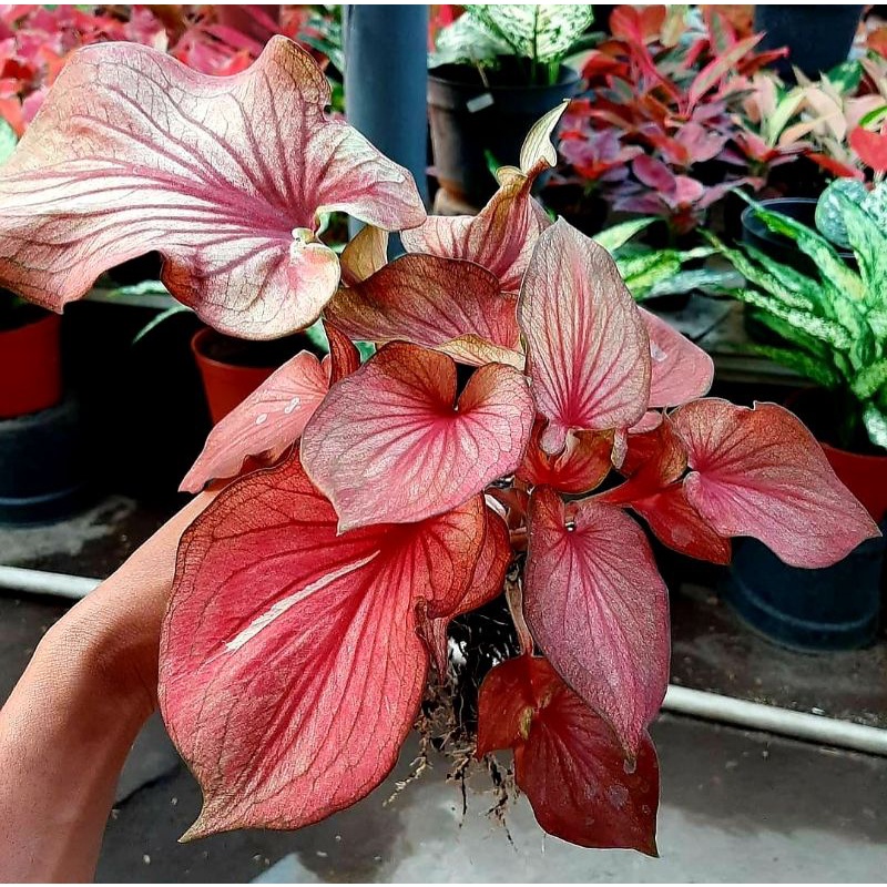 Keladi Garuda Merah | Tanaman Hias Anakan Keladi Garuda Merah